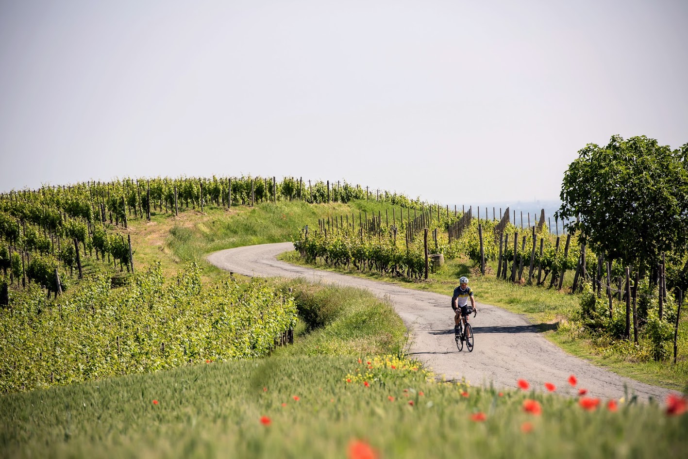 Piemonte image