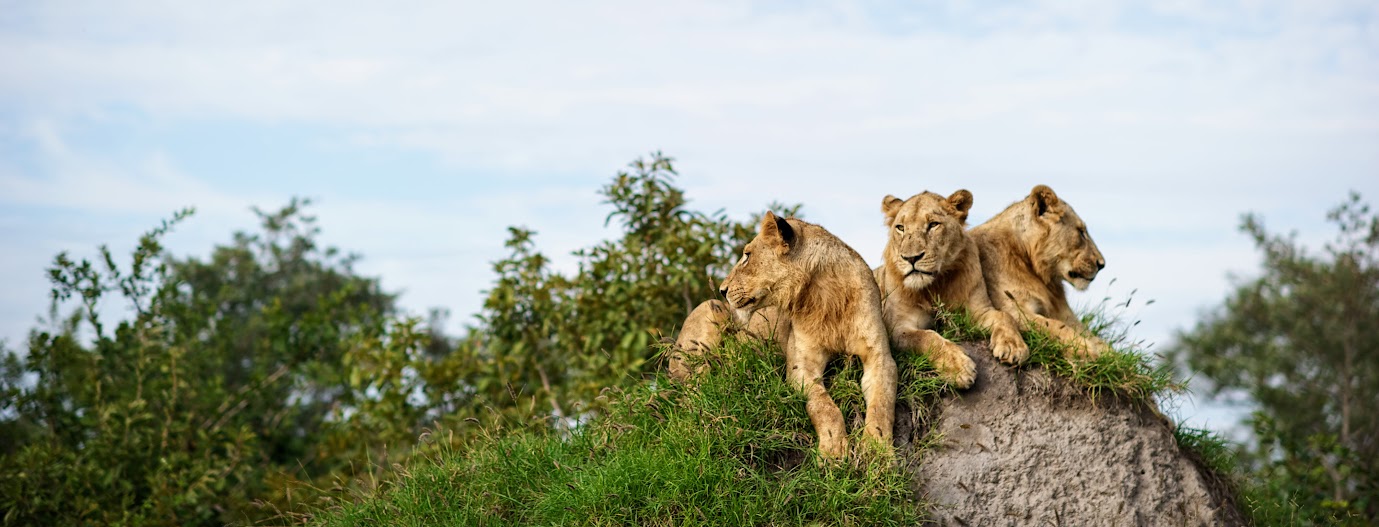 Africa image