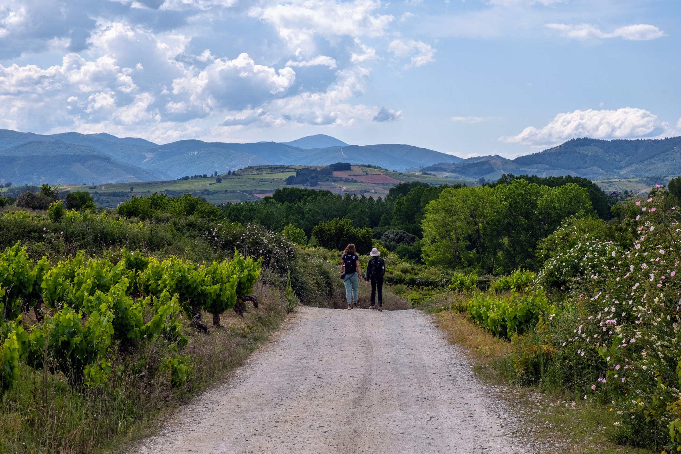 Camino De Santiago image