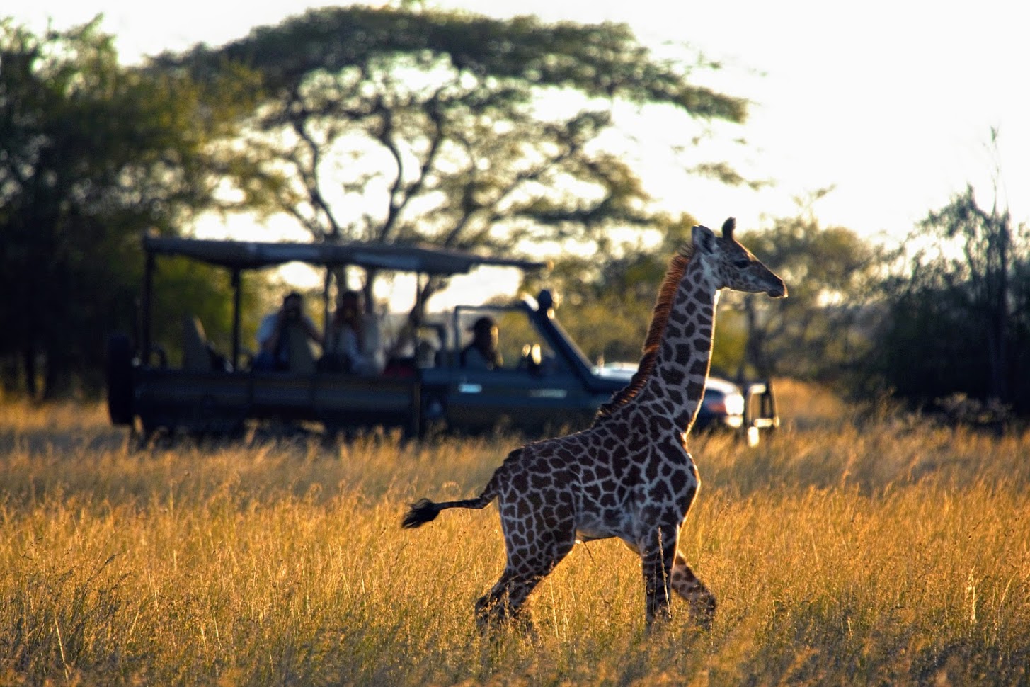 Kenya image